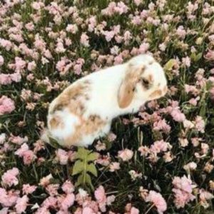 Meet your Posher, Halaya